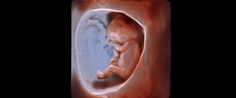 Visualizzazione trasparente dell’anatomia fetale