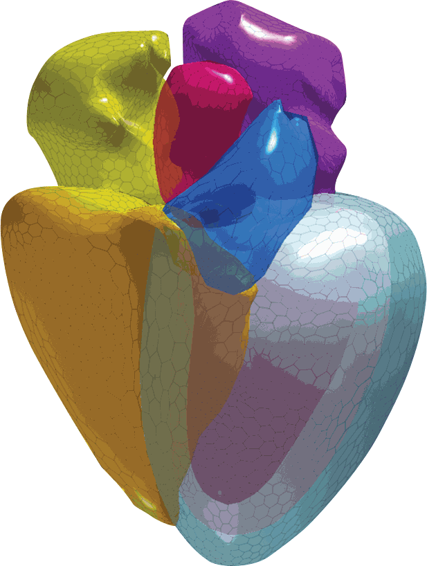 Immagine del cuore