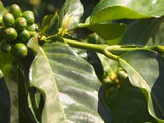 Le ciliegie della pianta della Coffea