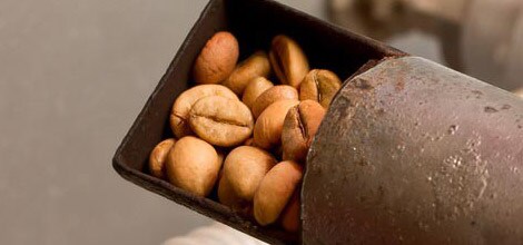 Chicchi tostati - Le tostature più intense riducono la caffeina