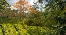 Le piante del caffè vengono coltivate nelle zone tropicali e subtropicali del mondo.