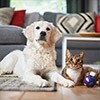 Allergia al pelo degli animali domestici