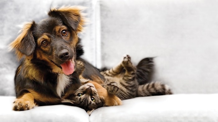 Come togliere i peli del cane dal divano (e quelli del gatto)