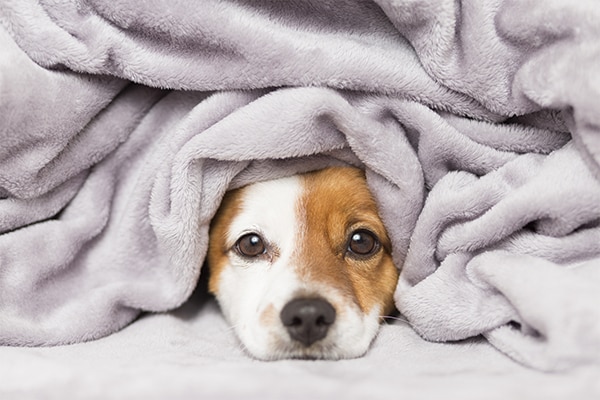 Come togliere i peli del cane dal divano