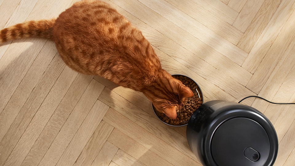 Il distributore di cibo smart è progettato per garantire al tuo gatto un'esperienza piacevole