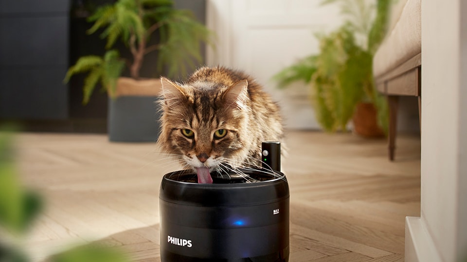 L'acqua che scorre dalla fontanella invita il tuo gatto a bere di più