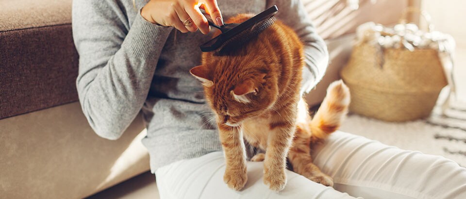 Allergeni a casa: forfora degli animali domestici, fatti sulle allergie