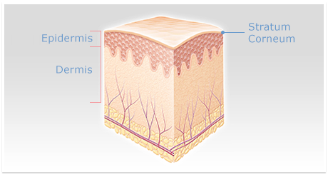  La pelle è composta da diversi strati, incluso uno strato esterno di cellule morte e squamose.